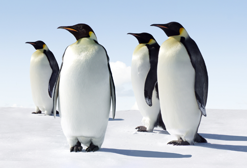 ペンギンアップデートの影響と対応策