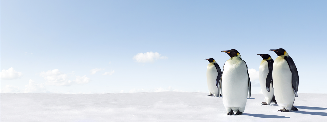 ペンギンアップデートの影響と対応策