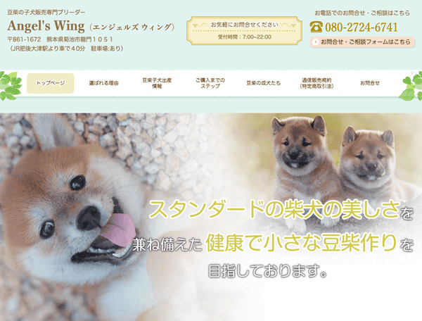 豆柴の子犬販売専門ブリーダー│エンジェルズ ウィング